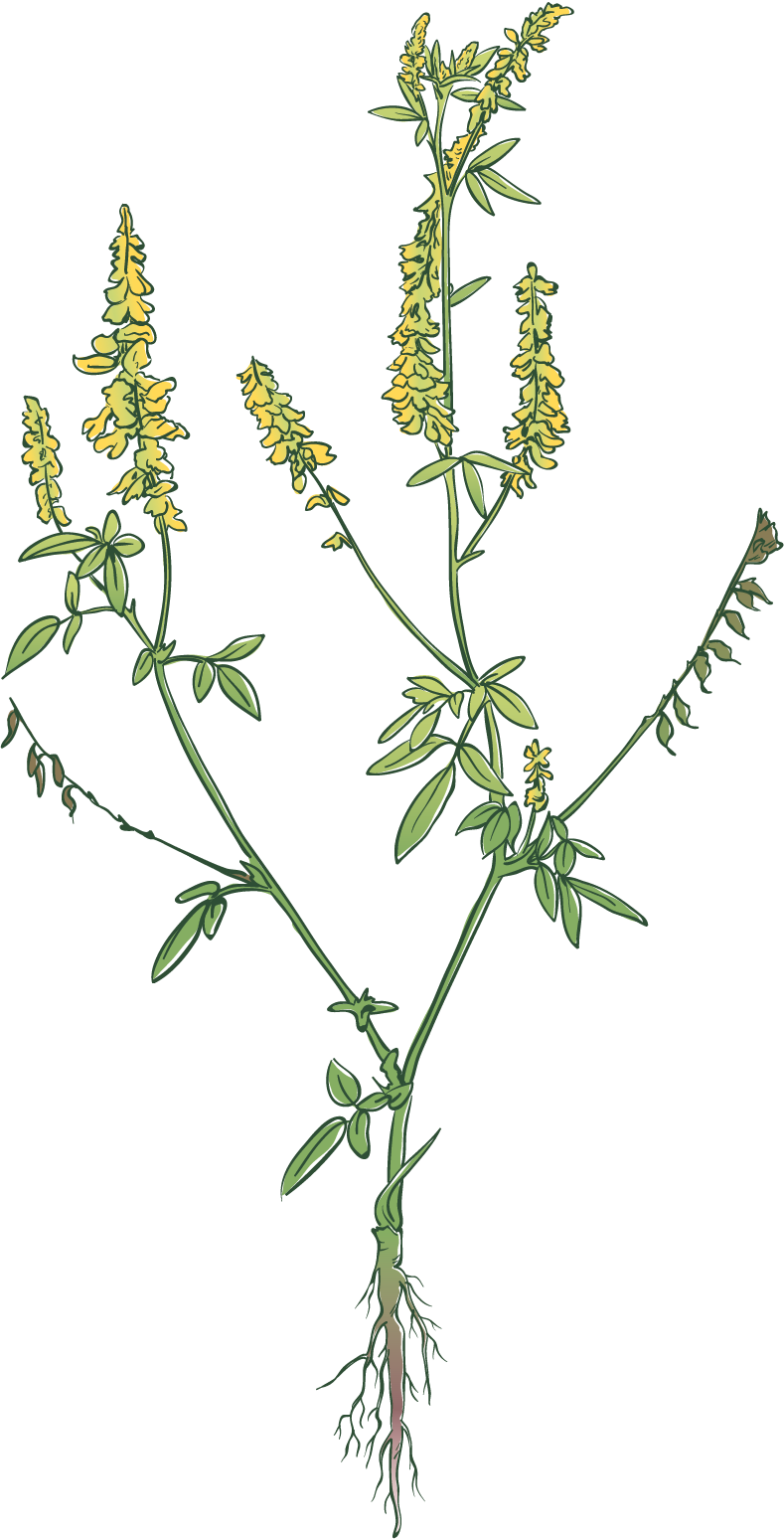Sweet Clover Legume Species Guide Watson Seeds
